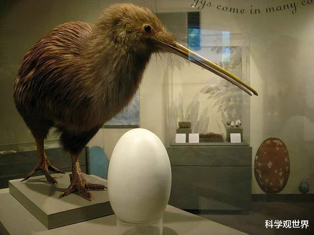 生的蛋是自己体重的1/3，被封为国鸟，几维鸟为何要生这么大的蛋
