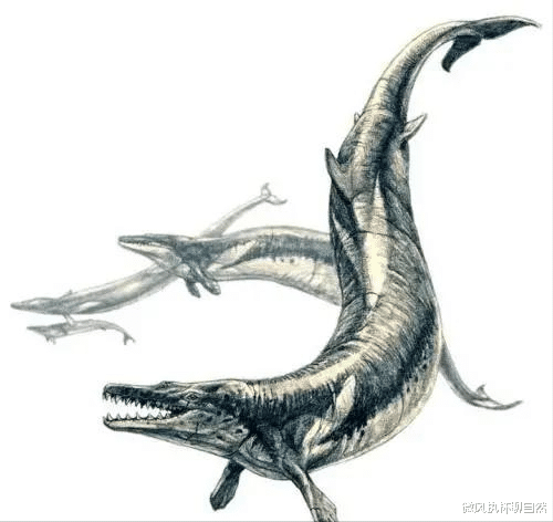 龙王鲸 埃及沙漠发现真龙的墓地？遗骨长达18米，被称为大海洋时代的龙王