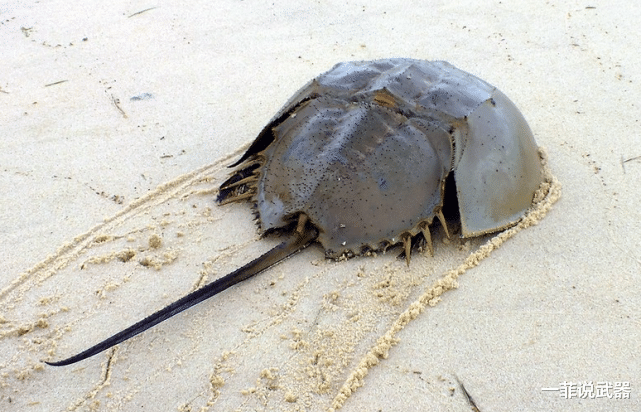  这种动物存在了几亿年，蓝色血液比黄金都贵，差点被人类吃到灭绝