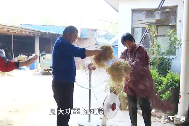 陕西消息 牛饲料中掺石子，养殖户欲哭无泪：1000多包只有车顶几包是好的！