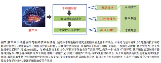 蜜蜂 新进展,神经干细胞疗法干预脑卒中的最新机制及临床研究