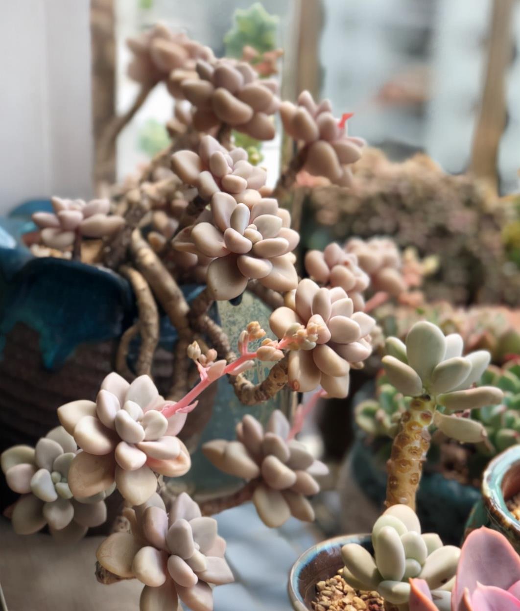 植萌|养了5年的艾伦，终于培养成悬挂的老桩