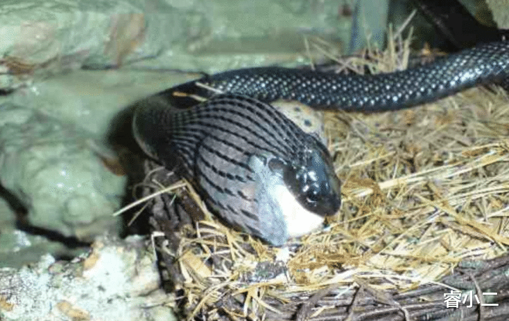 响尾蛇 《宝可梦》来源与生态：又是蟒蛇又是响尾蛇，阿柏蛇是只缝合怪？