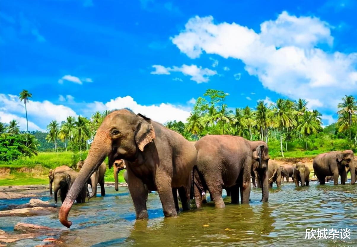  动物界有狮王猴王，还有没有其他的王，他们有特权吗，有的话是什么