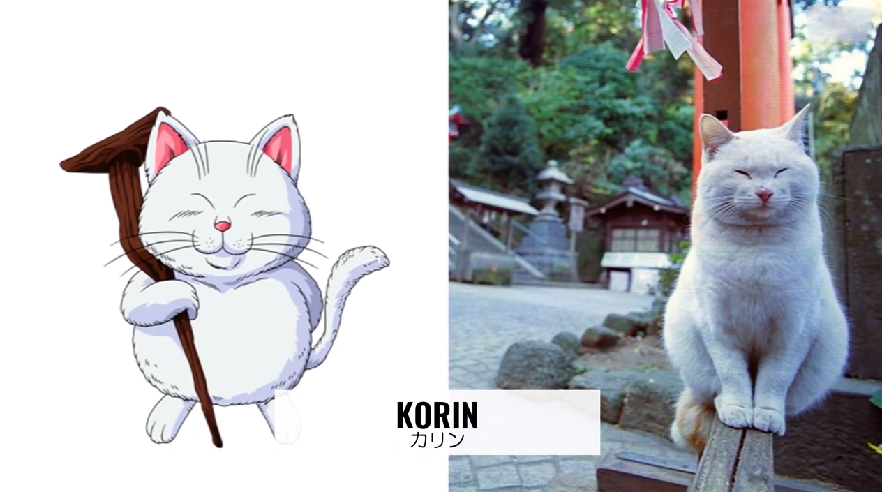 龙珠|龙珠真人版：现实中的猫仙人长这样，变成界王需要勇气