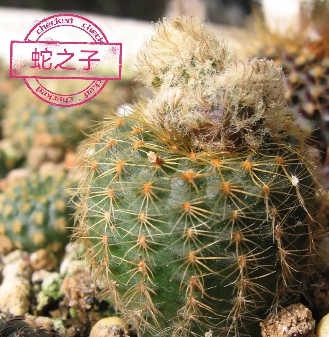 种上阳台|误以为仙人掌很难开花，凑齐“4个条件”，开花一点不难！