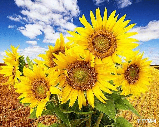 |哪几个时辰出生的人，好运不会迟到，2022年怀揣梦想迎接富贵