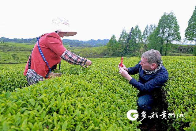 多彩贵州网 湄潭：一片茶叶，带富革命老区群众