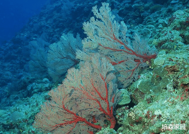  保护生物多样性，守护生态之美~