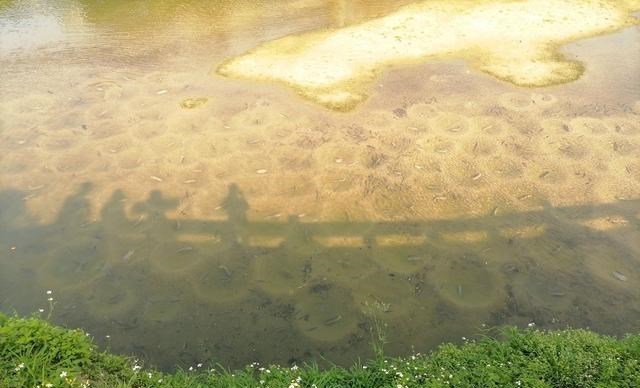 非法捕捞|繁殖季，广州河道里“巨型罗非鱼”频现，钓鱼人：都是三五斤的