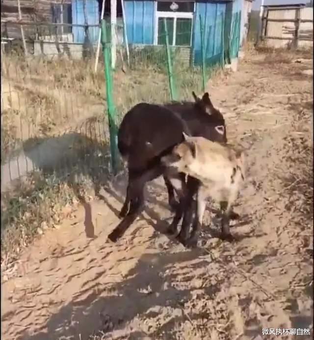 微风执杯聊自然|稀奇！为黔驴技穷正名，一头毛驴大战鬣狗，打得大猫毫无招架之力