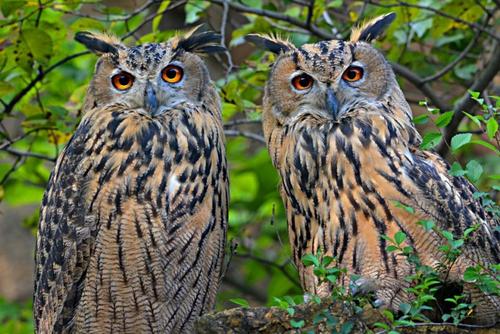 菜菜叶|《云南虫谷》惊悚满分，传说的雕鸮是什么动物