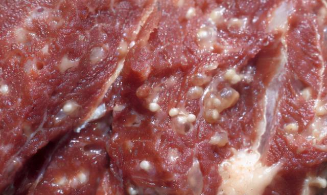 猪肉|吃掉脸、钻进眼,隐藏在人体内恐怖的“寄生虫”,你知道几个?