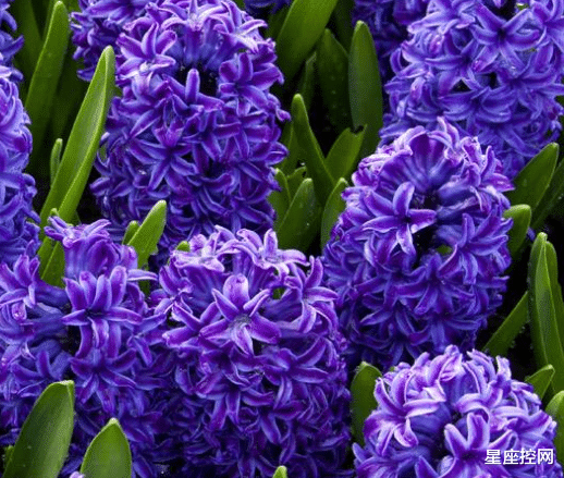 白羊座|过完年，越来越幸运的3个星座，找工作如愿以偿，感情水到渠成