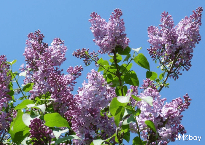 幽门螺杆菌|为什么说丁香能够抑制幽门螺杆菌？不仅如此，还能养胃