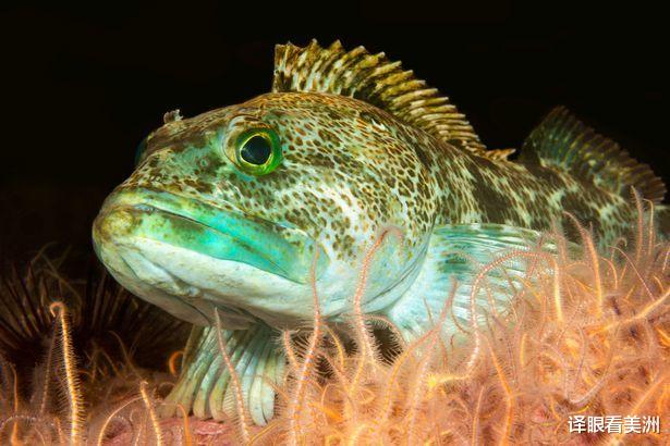 牙齿|太平洋鳕鱼全嘴覆盖555颗锋利牙齿 日更换20颗 生长速度极快