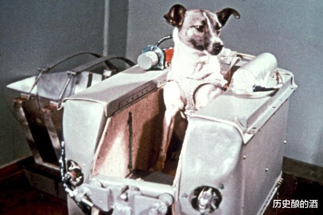 太空 那只被人类送上太空的猴子，后来怎么样了呢？结局让人心酸