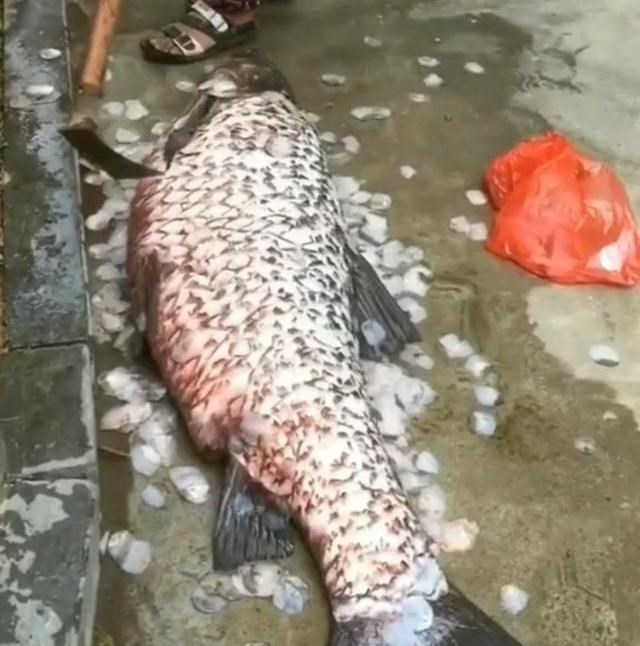 板车拖,锄头刮鱼鳞,男子钓起青鱼够全村吃!青鱼最大能长多大?