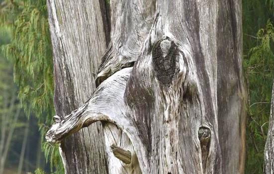 梅州 梅州灵光寺有三个奇特之处，游客都说太神奇，成无解之谜