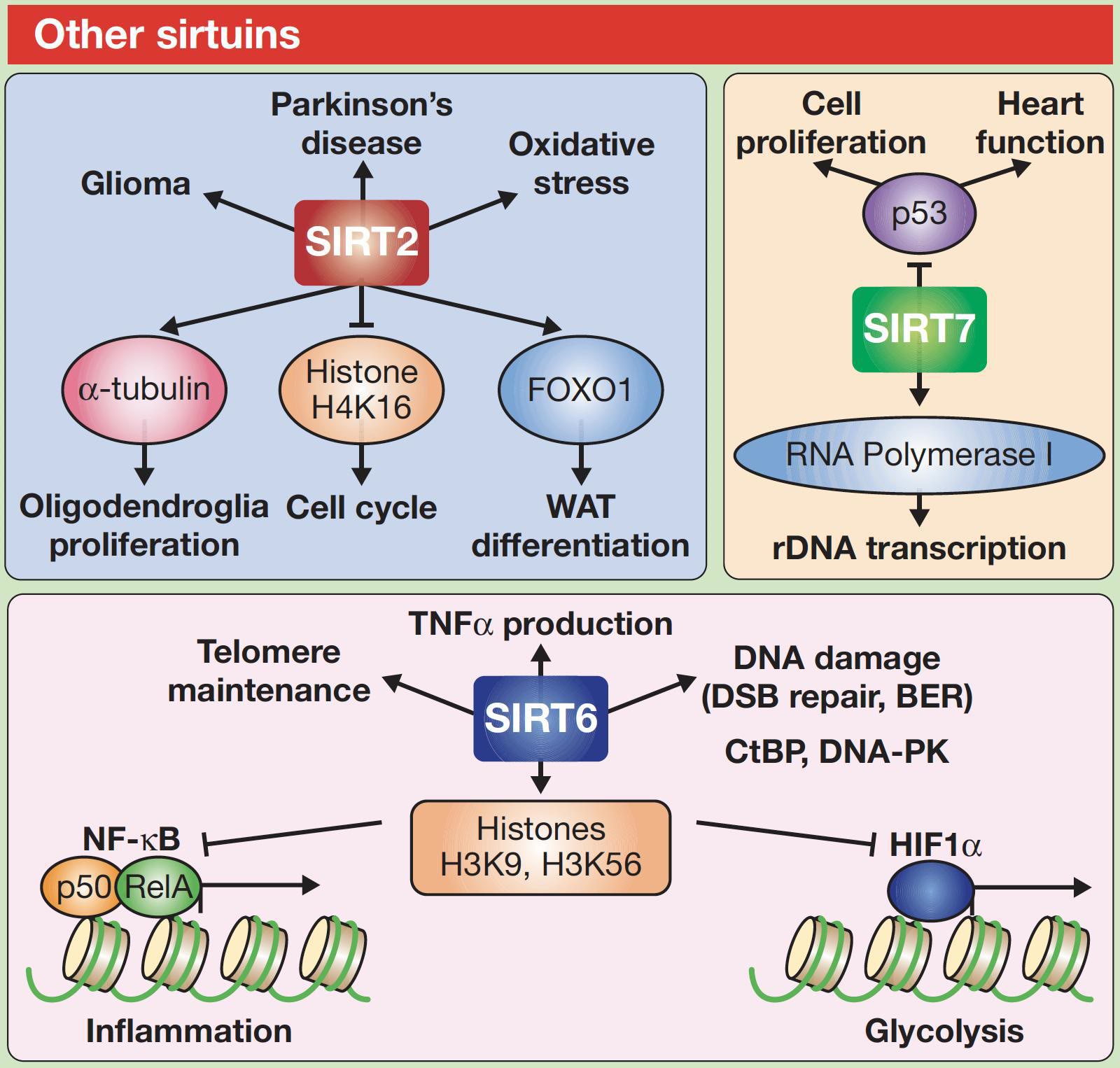 cell 少吃点！《Cell》发文：太饿细胞会自己吃自己，一天吃1顿多活28%
