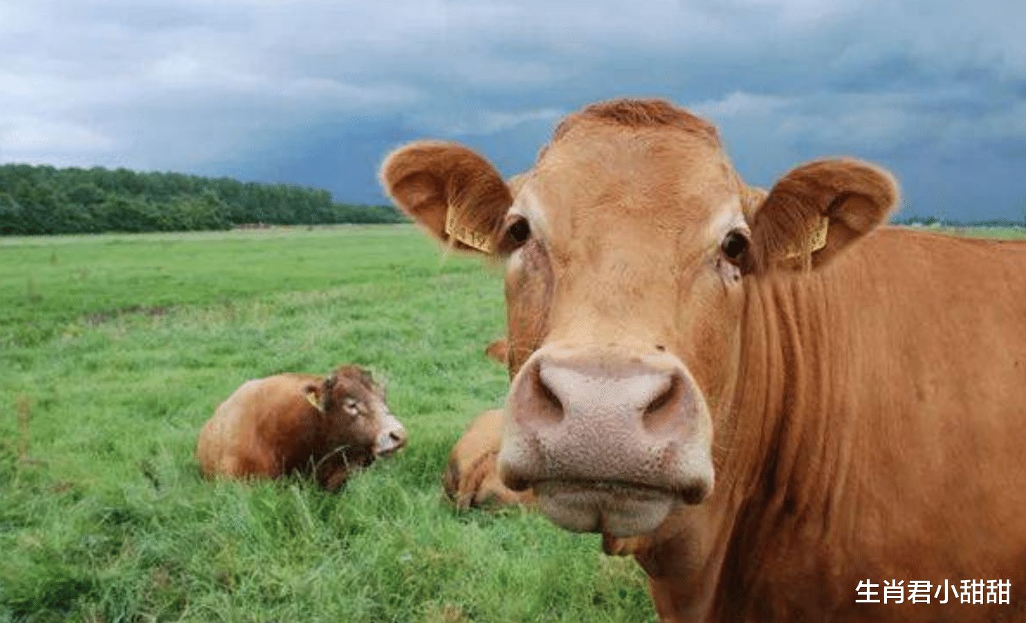 属牛|未来10天时间，属牛人多年奋斗终看到回报，从此不再缺钱花