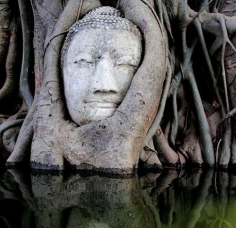 昆虫 14张图片告诉你:人类文明在大自然面前,是多么“不堪一击”!