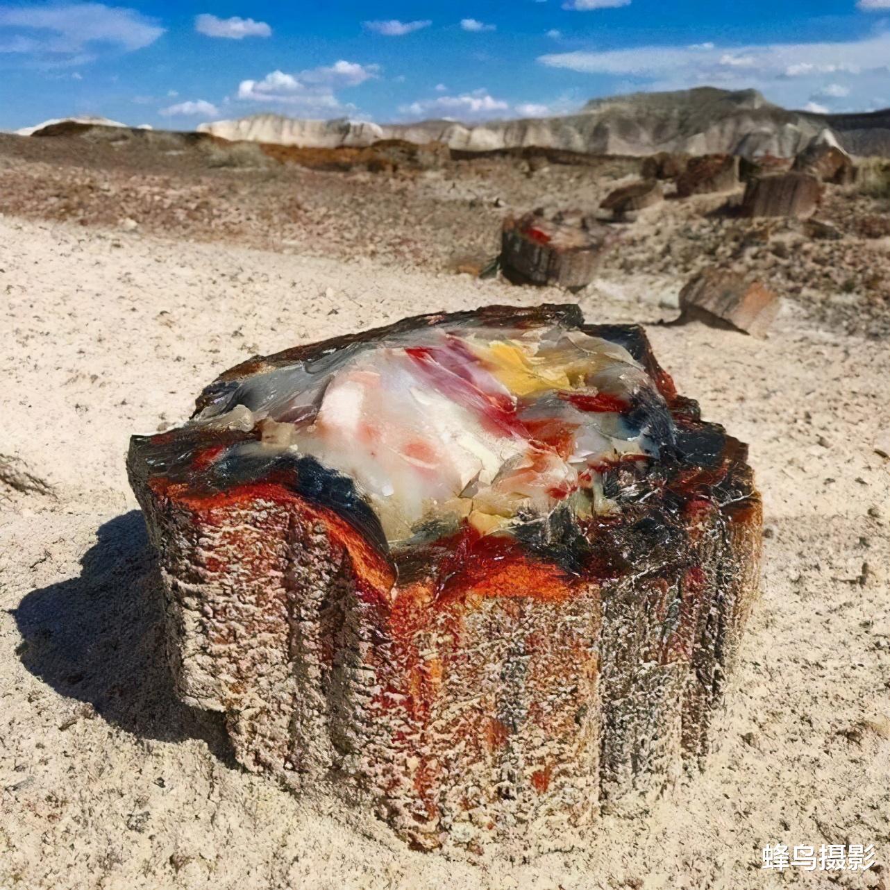 30张罕见的照片,鸟居然可以坐着吃饭,图2这猫是地球生物吗