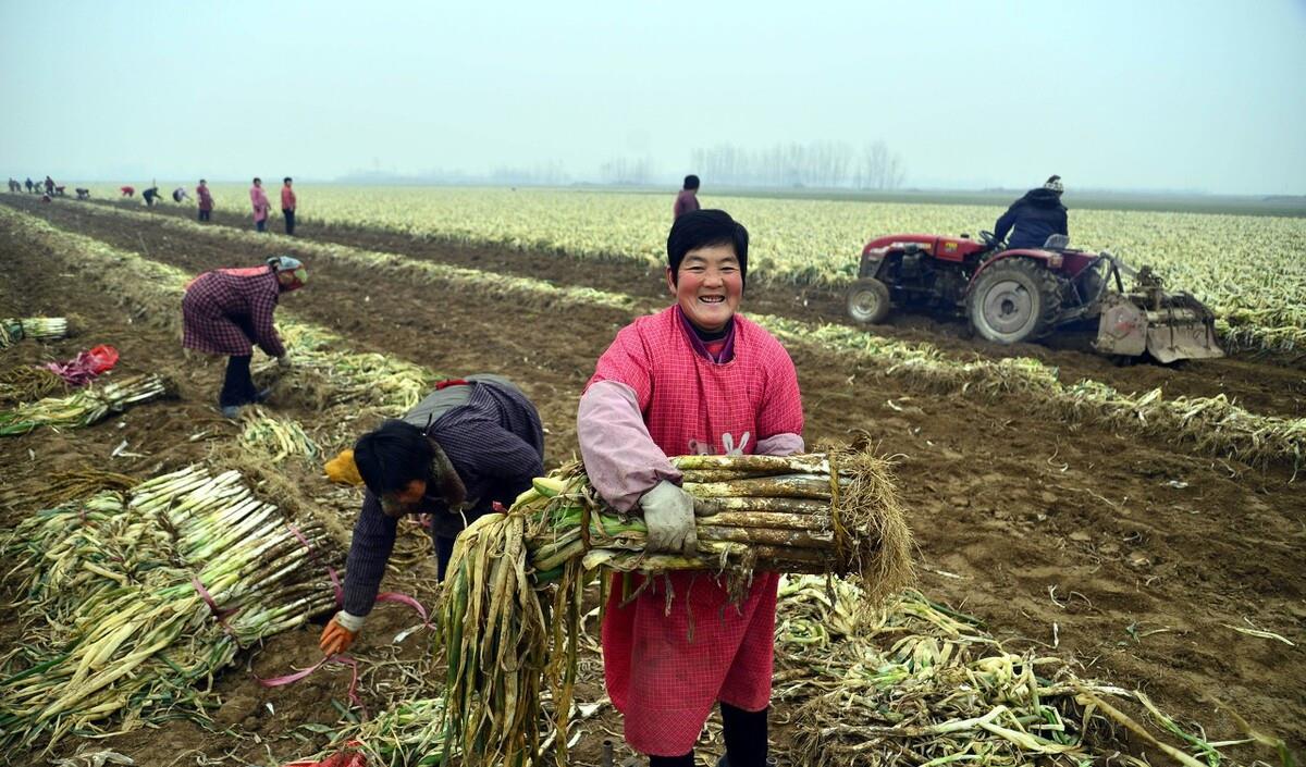 老话说:“小雪收菜,不收冻坏”,小雪节令究竟有哪些蔬菜可收?