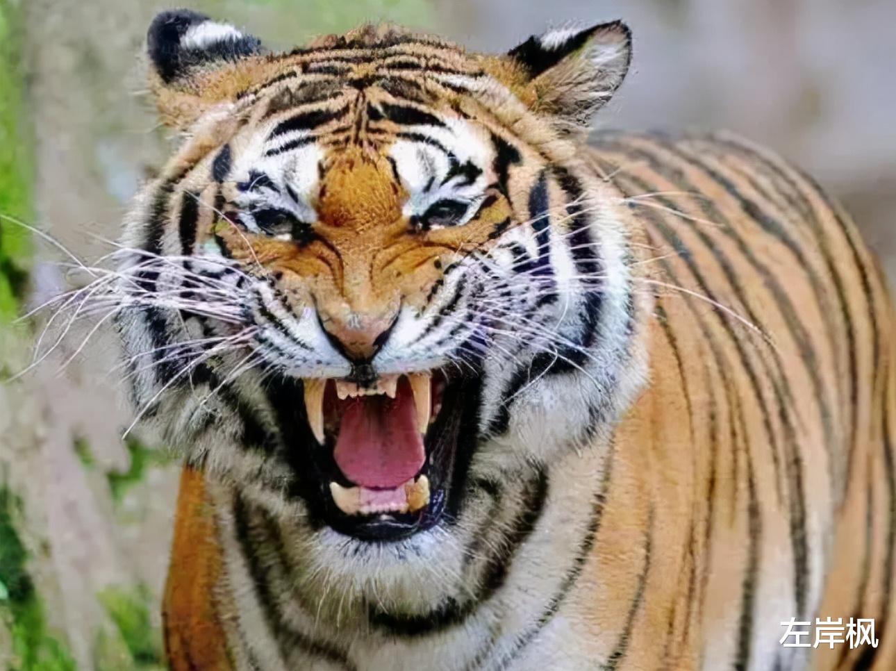 老虎 “百兽之王”老虎如此威猛，为什么其交配时间却不超过1分钟？