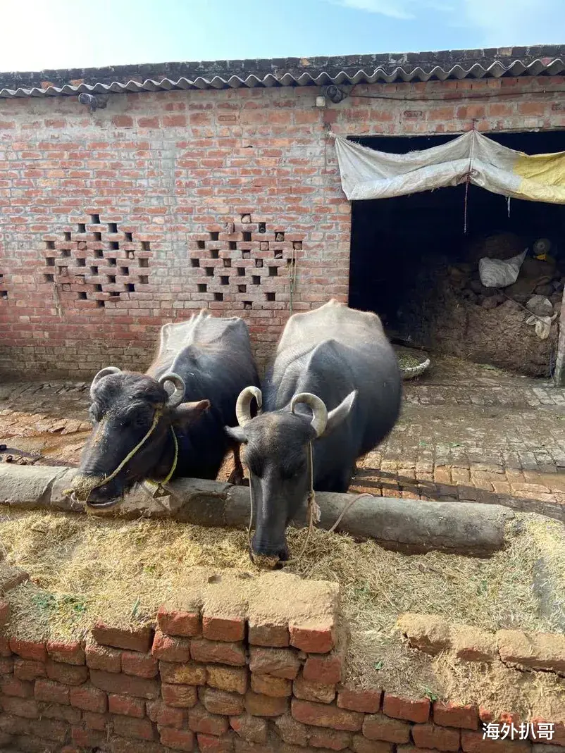 海外扒哥 香港女生与印度男友恋爱，搬到印度哭半年，然后习俗难以接受