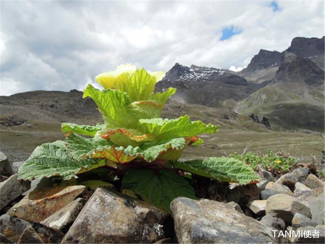 杭州 在喜馬拉雅山旅行看到它，不要打擾，一生只開一次花