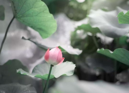 星临天下|未来一周，吉星照耀，4属相事业进步，升职加薪，生活越来越旺