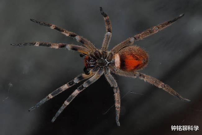 蜘蛛 世界上最毒的蜘蛛，男性被咬后，或引起持续数小时的“生理反应”