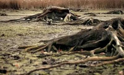 舜网 懒人神操作!机智的大爷难道整容了