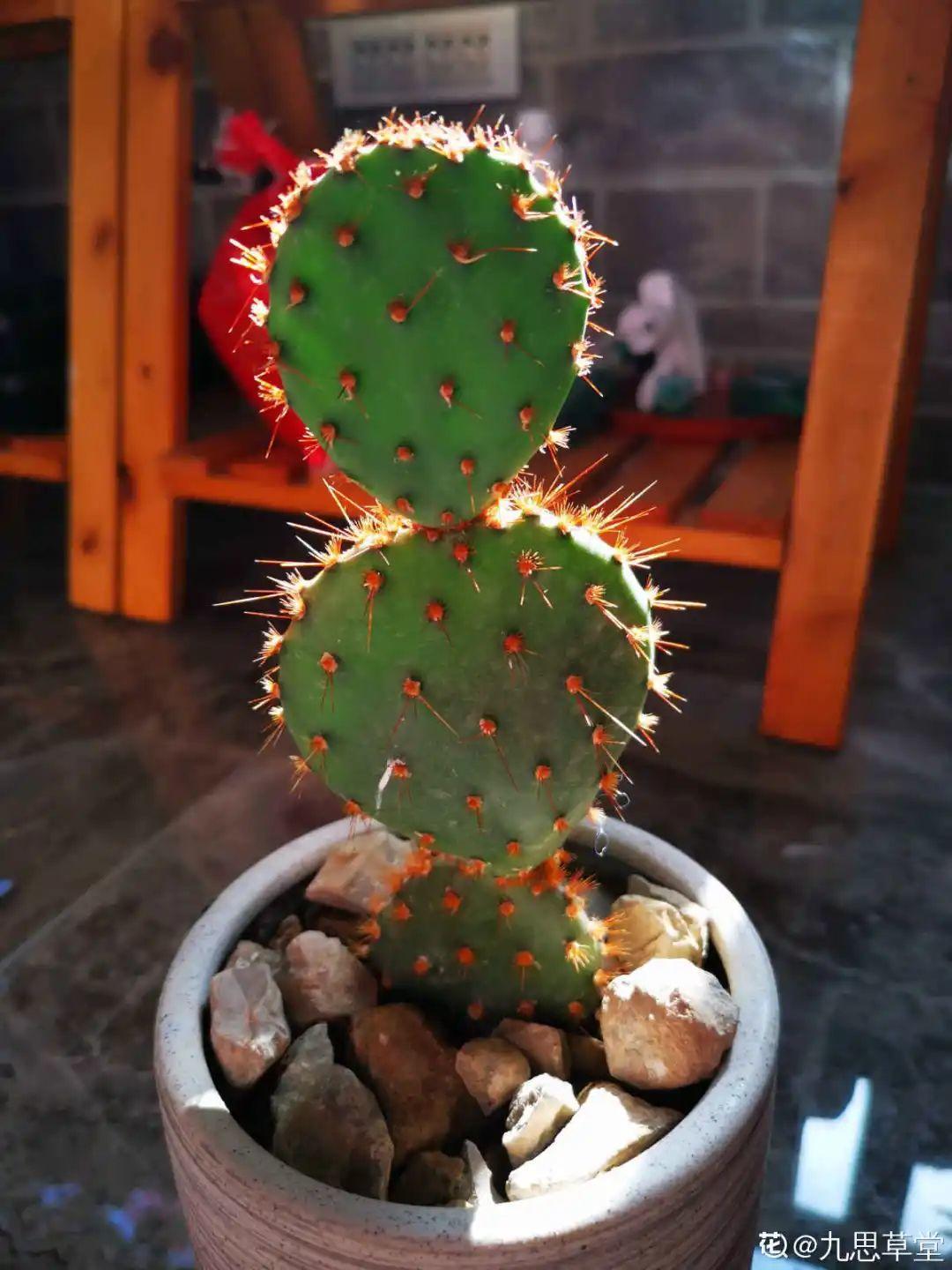 甲醛|新房装修完,养盆“天然净化器”,净化空气身体棒