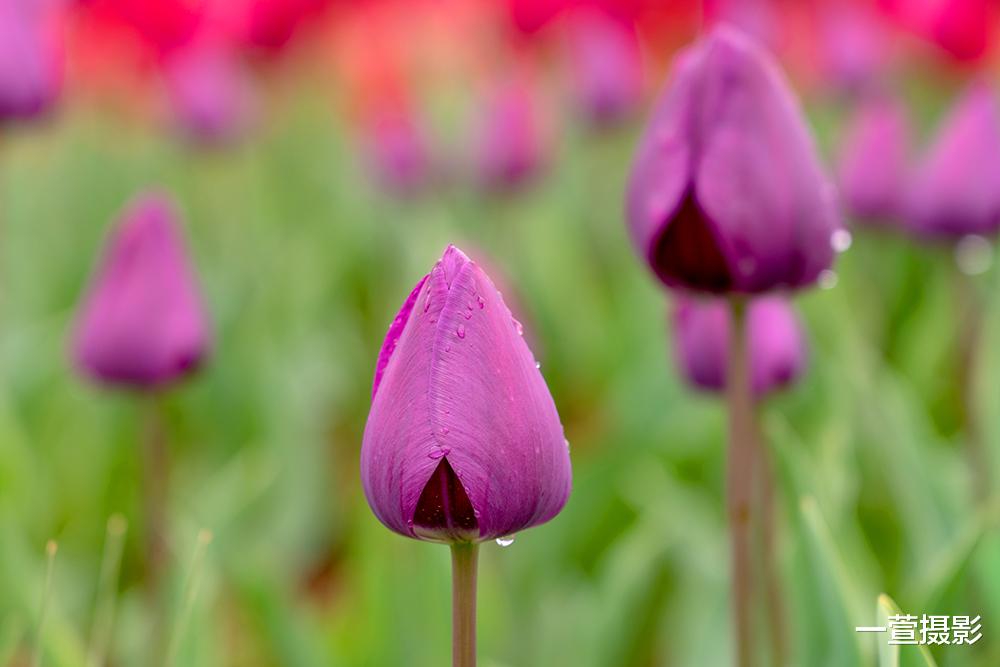 摄影构图有什么作用 它与摄影做减法有什么关系 新手怎样学构图