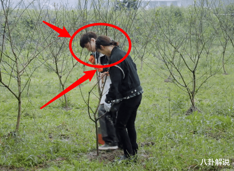 杨紫|张艺兴与杨紫录节目不避嫌，同种一棵树不算什么，还穿同款睡裤