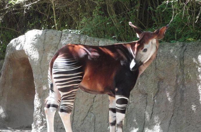 |霍加狓:现实版的指鹿为马,它到底是鹿是马?