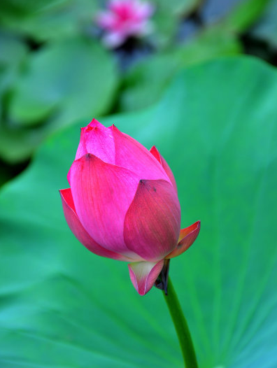 星临天下|步入7月底，喜鹊报喜，4属相吉星近身，走上康庄大道