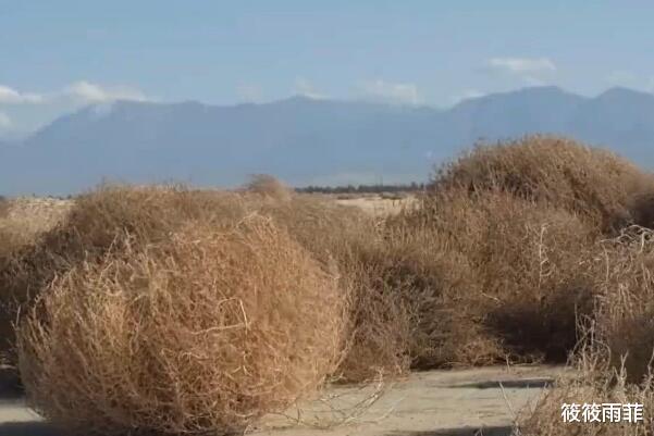 筱筱雨菲|外来物种的入侵真的很厉害？令美国人头疼不已的风滚草，在我国是何现状？