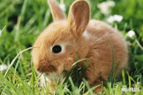 |7月22-7月30日，愿望成真，3生肖脱胎换骨，事业重返巅峰