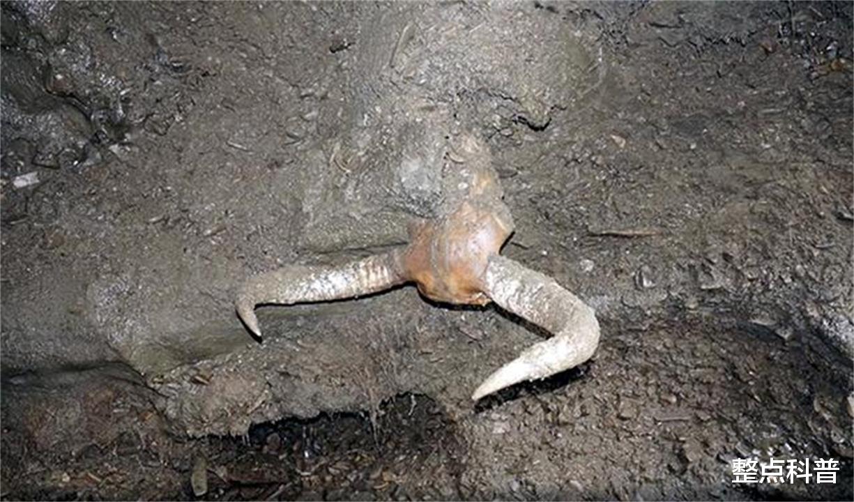 遗骸 永久冻土层溶解，5种史前生物遗骸被发现，人类或面临超级病毒？