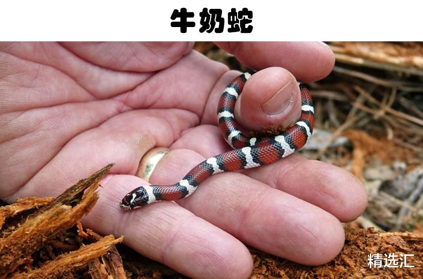 科学家 令无数人感到害怕，但实际上却不那么危险的7种动物