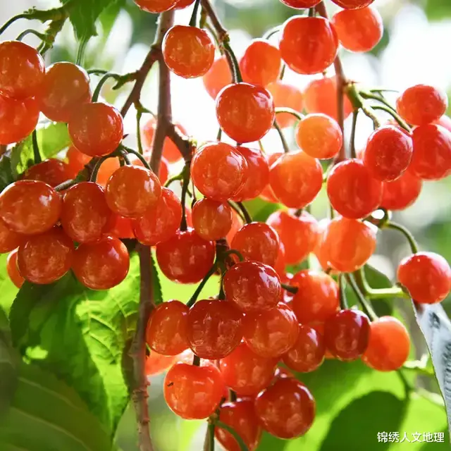 水果|中国水果地理:咬一口,能吃的夏天