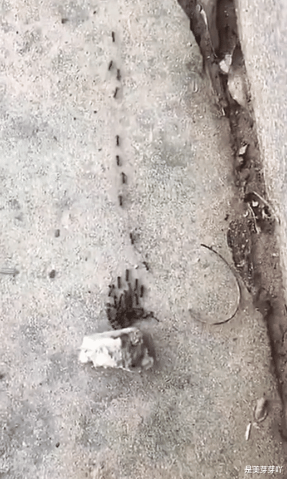 如果蚂蚁被带到离巢穴几公里远的地方，结果会如何？