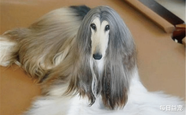 阿富汗猎犬|小伙养了只阿富汗猎犬，做美发花了10万，每周沐浴就要5千