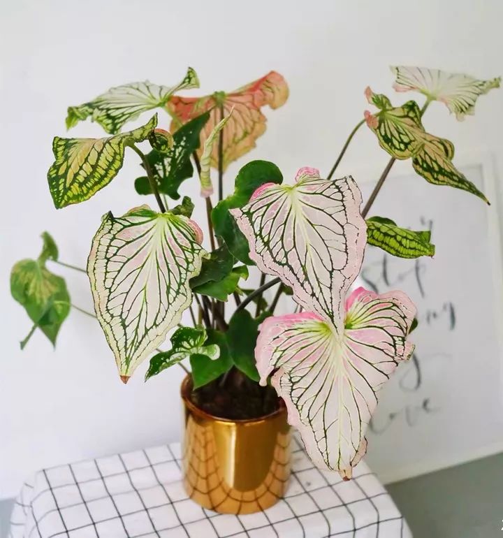 卧室不要乱养花,4种“催眠花”,净化夜间空气,一觉睡到大天亮