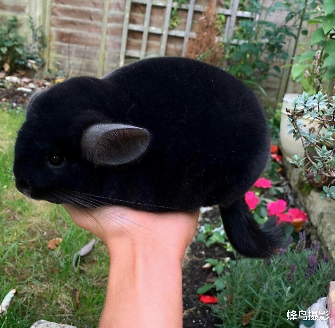 北极 35张罕见的生物照片：图3老鼠是用金丝做的吗？猫都下不去嘴