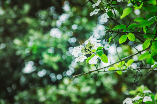 恒哥超级奶爸|姜夔在湖州偶遇一女子,想起初恋情人,因而写下一首词却成为经典