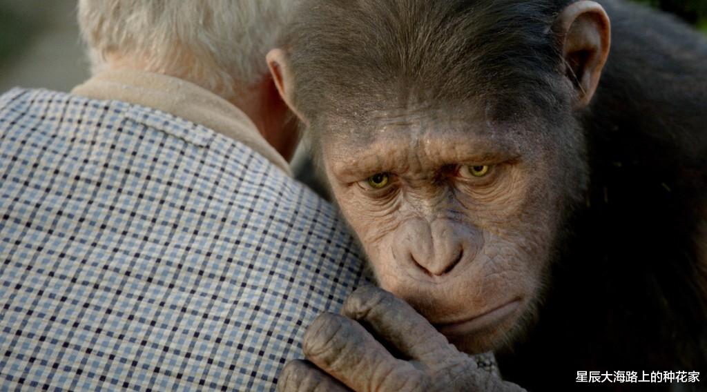 隔离 与猩猩的实验均以失败告终！为什么说人类是唯一不能杂交的动物？